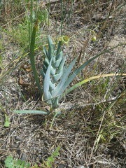 Ferraria divaricata