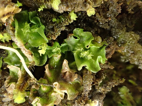 Moerckia flotoviana, 2025-07-19