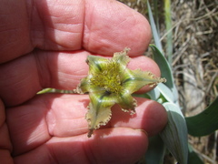 Ferraria divaricata
