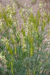 Astragalus filipes