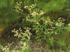Eupatorium × truncatum