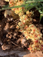 Lannea edulis edulis