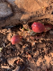 Lannea edulis edulis