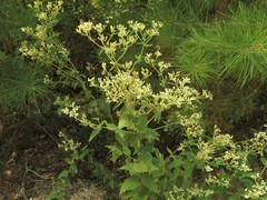 Eupatorium × truncatum