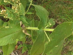 Eupatorium × truncatum