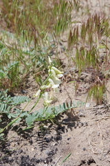 Astragalus curvicarpus