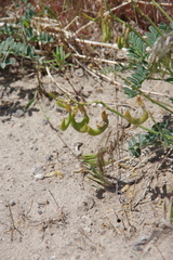 Astragalus curvicarpus