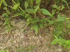 Eupatorium × truncatum