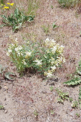 Astragalus curvicarpus
