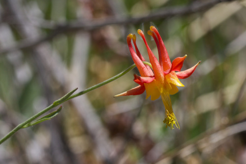 Desert Columbine (Aquilegia shockleyi)