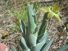 Ferraria divaricata