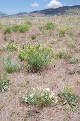 Astragalus filipes