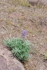 Lupinus nevadensis