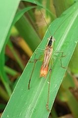 Conocephalus ictus
