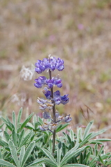 Lupinus nevadensis
