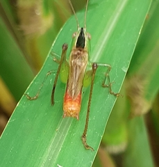 Conocephalus ictus