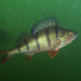 European Perch - Photo (c) Sascha, some rights reserved (CC BY-NC), uploaded by Sascha Schulz
