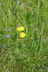 Crepis runcinata
