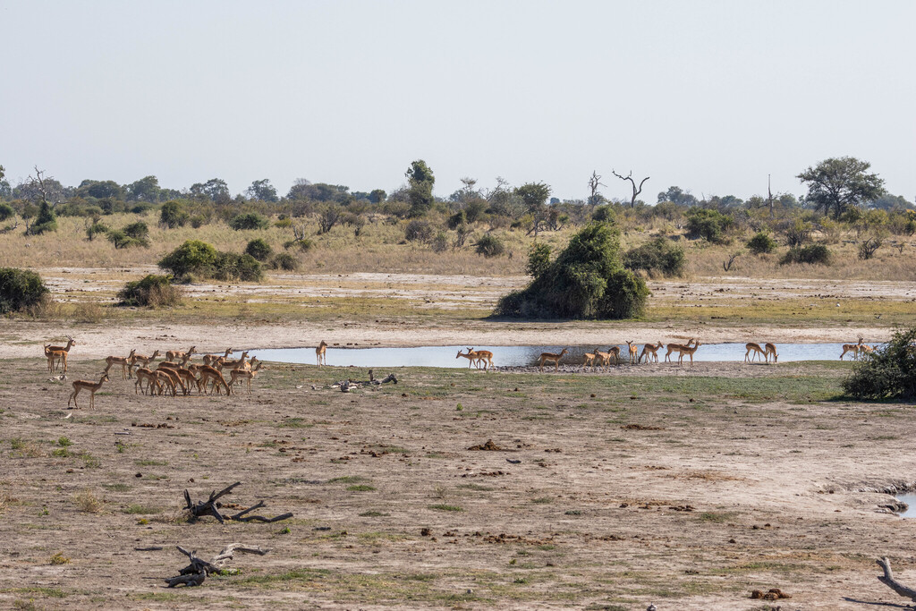 Aepyceros melampus melampus, Chobe, Botswana, by KJ