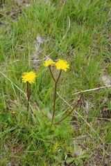 Crepis runcinata