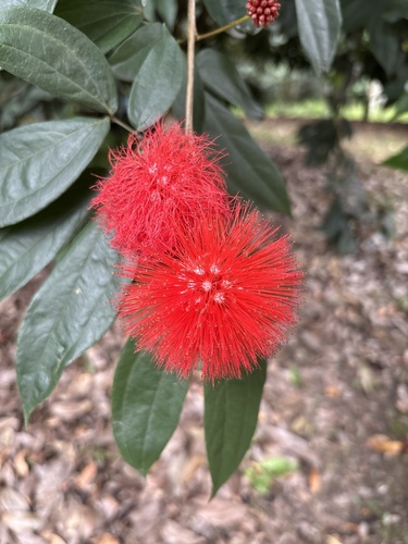 Calliandra trinervia observed 2025-07-22