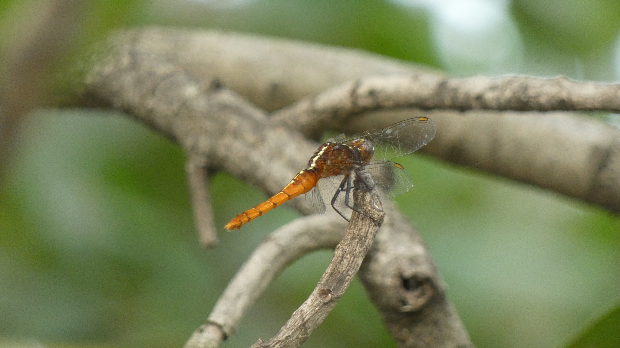 Rufous Marsh Glider