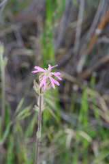 Silene nuda