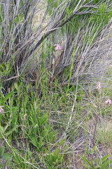 Silene nuda