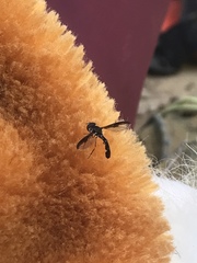 Pelecinobaccha costata