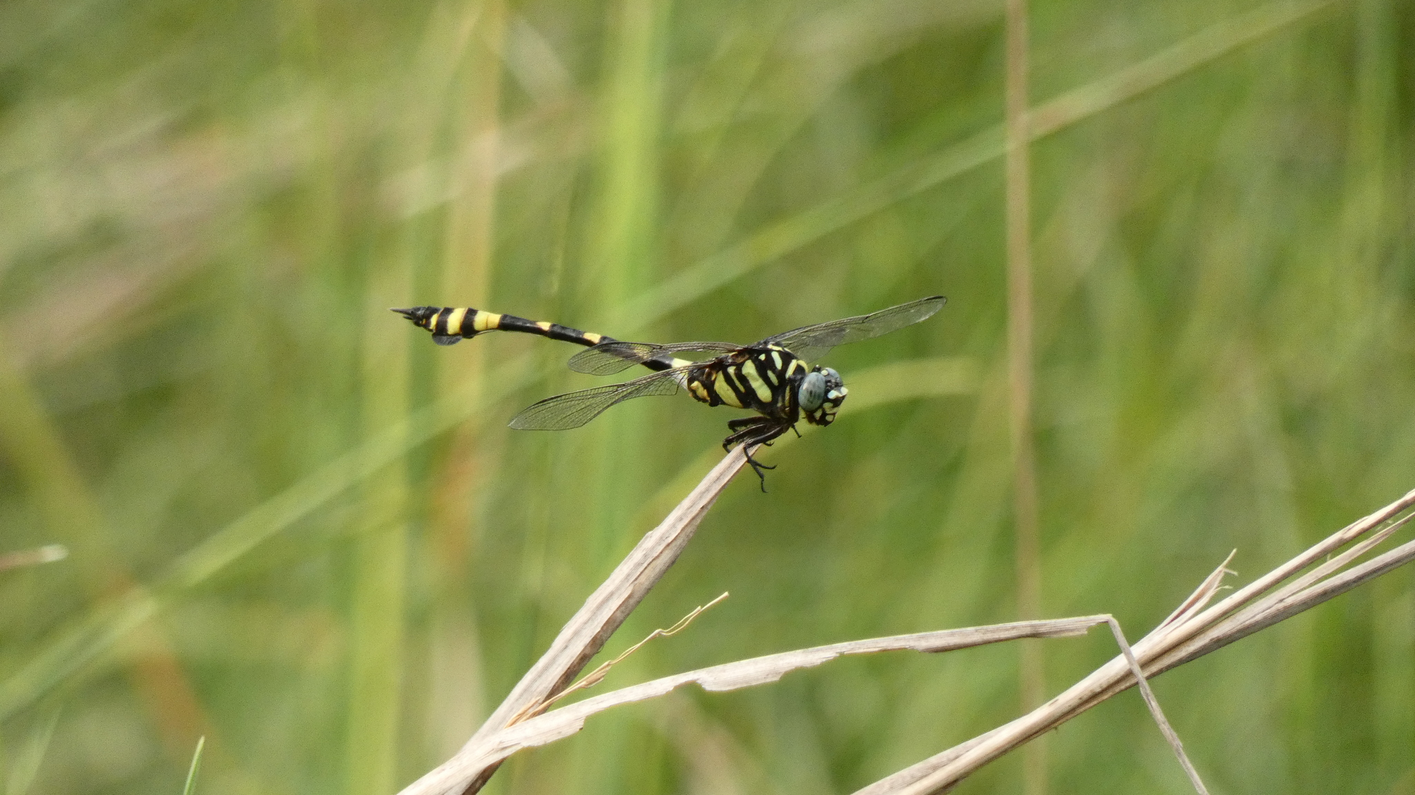 Indian Common Clubtail