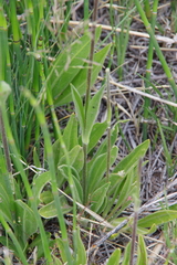 Silene nuda