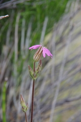 Silene nuda