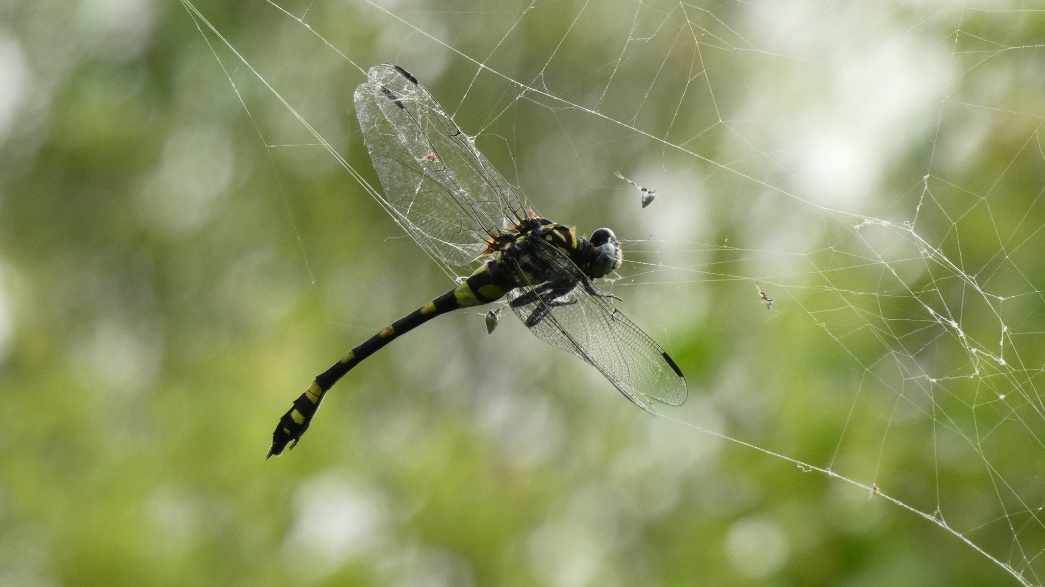 Indian Common Clubtail