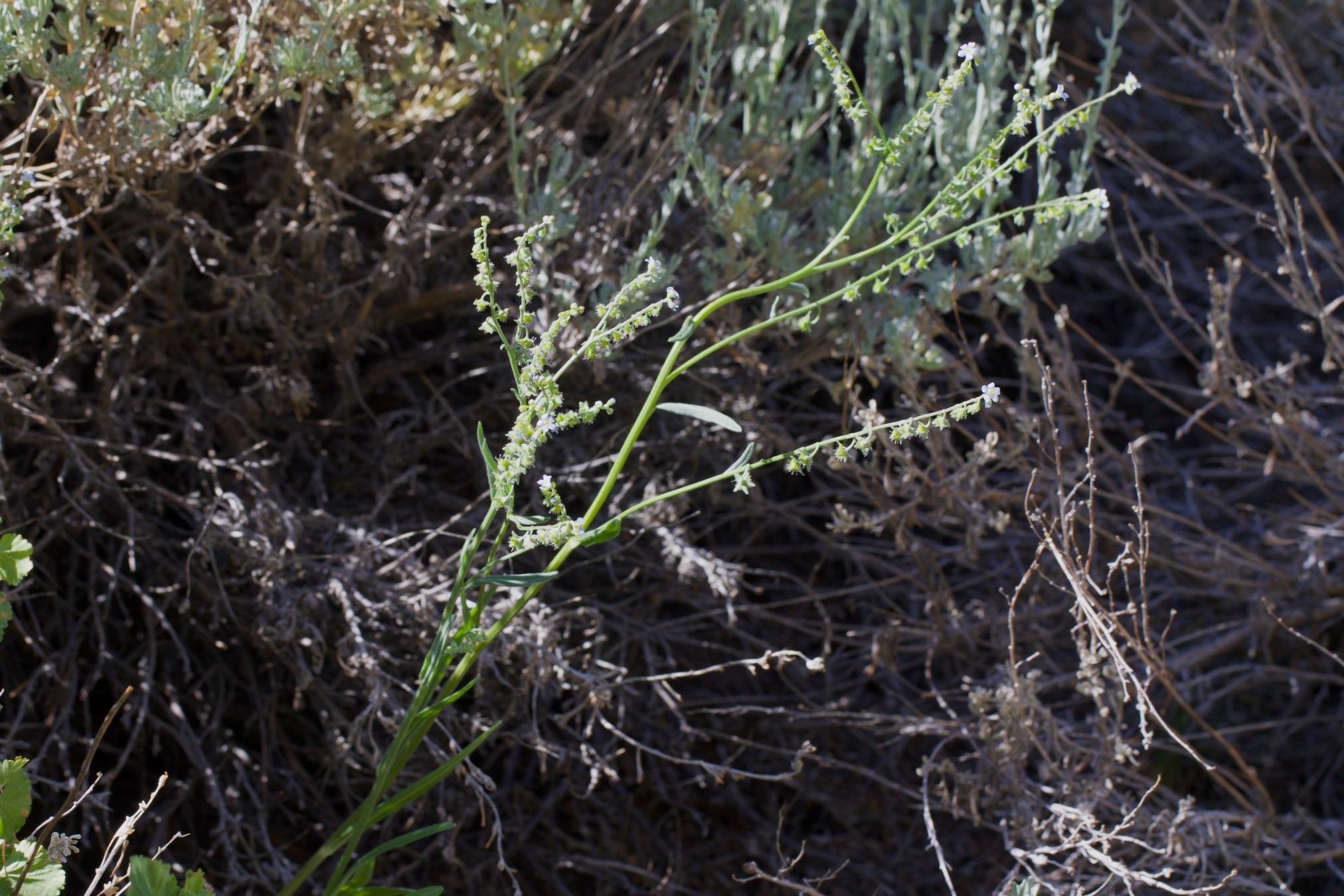Poison Canyon Stickseed (Hackelia brevicula)
