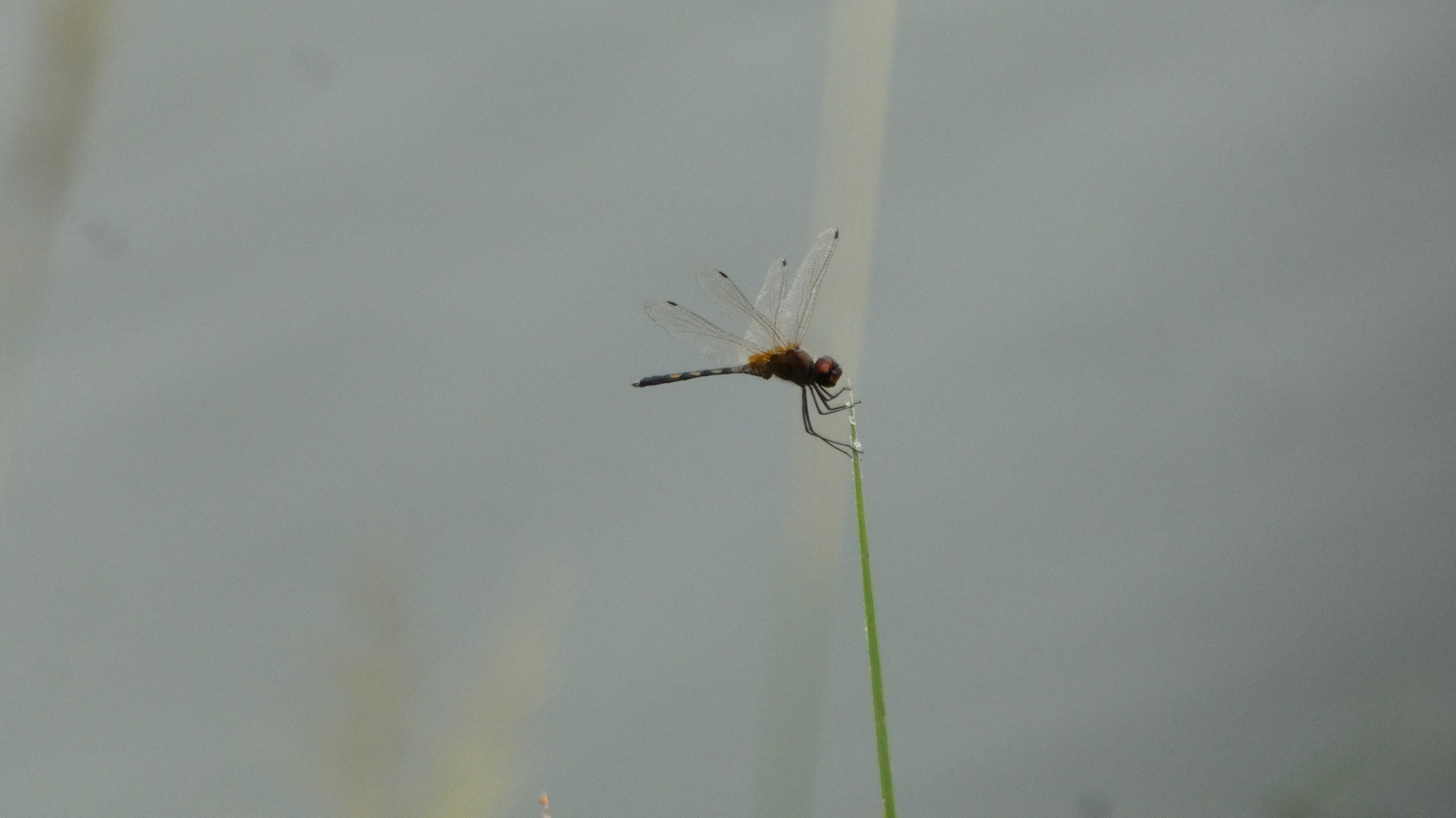 Long-Legged Marsh Glider