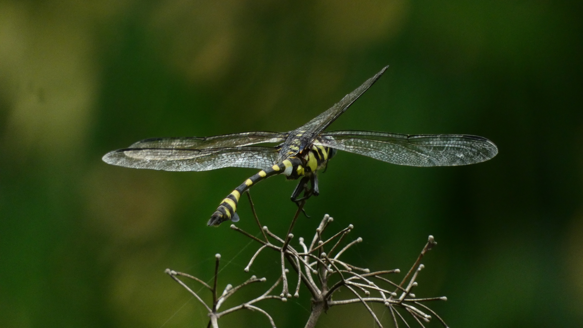 Indian Common Clubtail