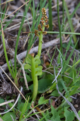 scalloped moonwort (Botrychium crenulatum)