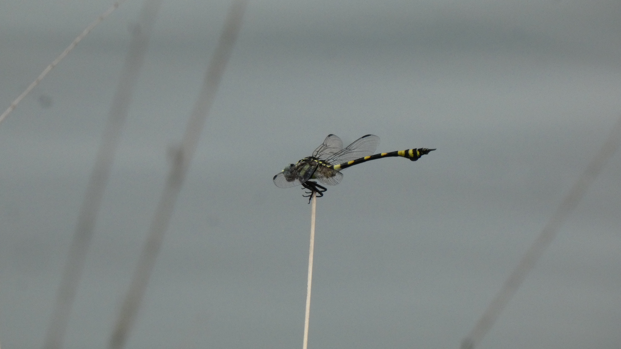 Indian Common Clubtail