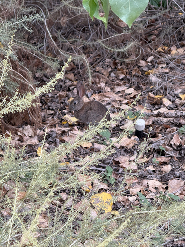 iNaturalist observation photo of Brush Rabbit