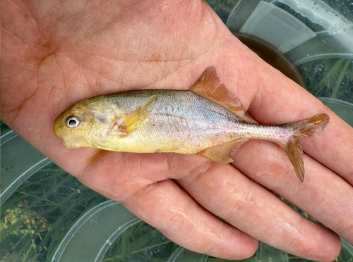 Graham's stonebasher (Hippopotamyrus grahami) — Mormyridae
