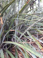 Acanthocereus fosterianus