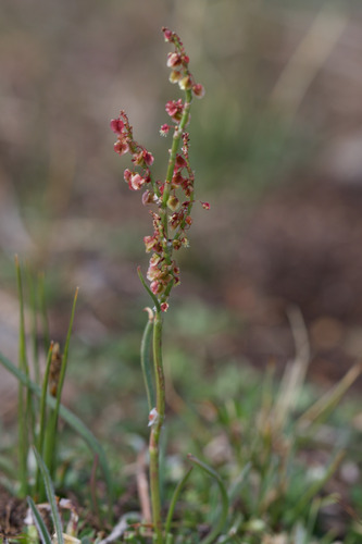 Alpine Sheep Sorrel (Rumex paucifolius)
