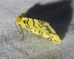 Chrysoecia atrolinea