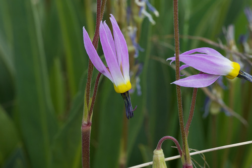 Scented Shooting Star (Primula fragrans)