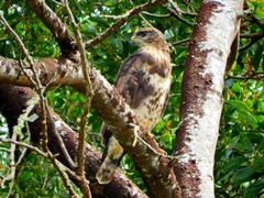 Buteo buteo rothschildi