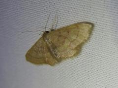 Idaea eremiata