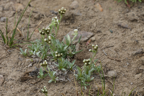 beautiful pussy-toes (Antennaria pulchella)