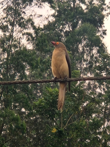 Red-billed Oxpecker