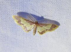 Idaea basinta