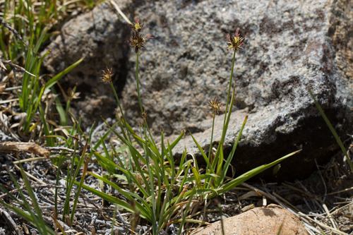 Sierra rush (Juncus nevadensis)